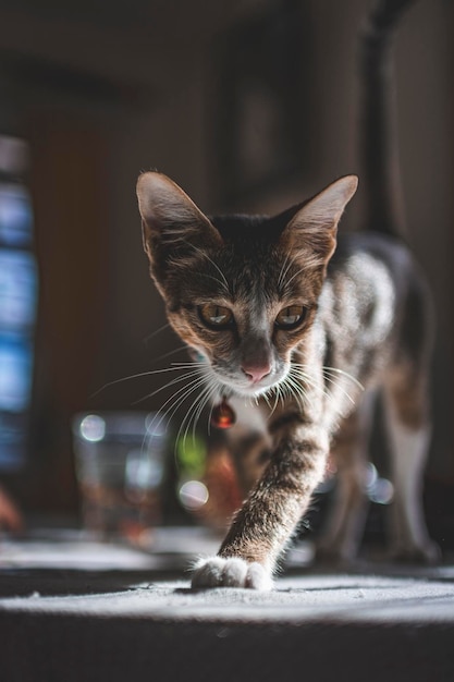 Portrait en gros plan d'un chat