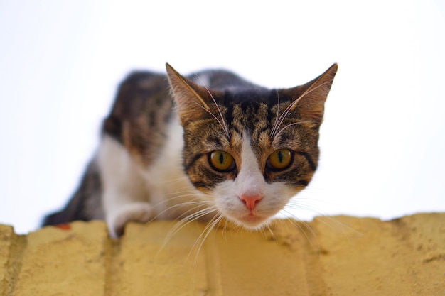 Photo portrait en gros plan d'un chat