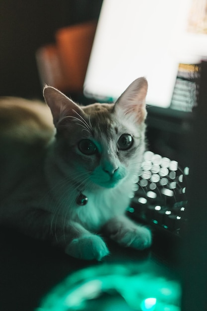 Portrait en gros plan d'un chat