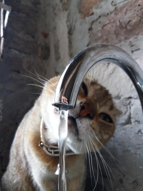 Portrait en gros plan d'un chat