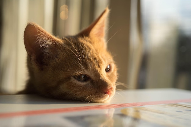 Portrait en gros plan d'un chat