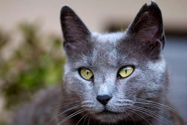 Photo portrait en gros plan d'un chat