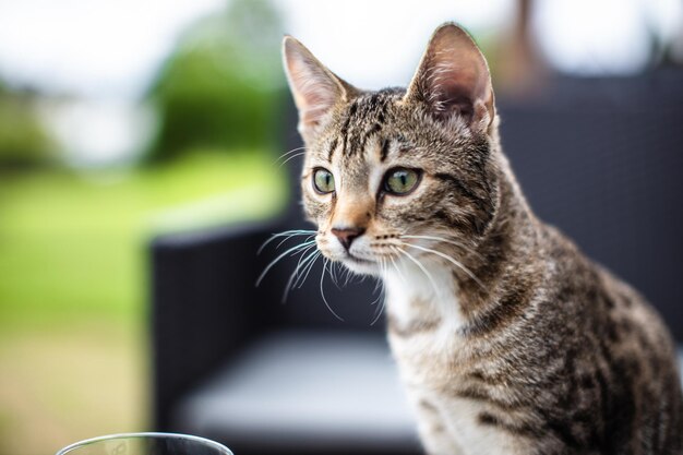 Portrait en gros plan d'un chat