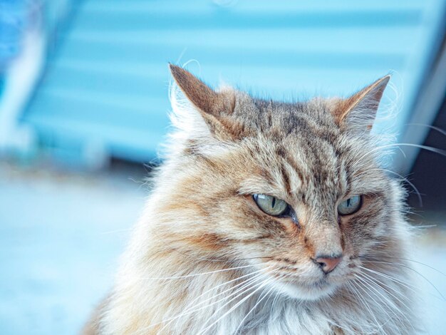 Photo portrait en gros plan d'un chat