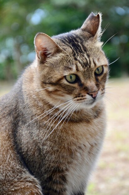 Photo portrait en gros plan d'un chat