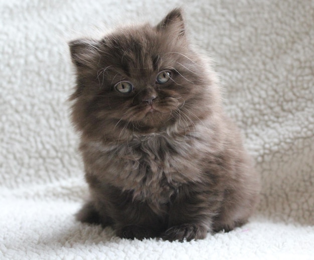 Portrait en gros plan d'un chaton assis sur un tapis