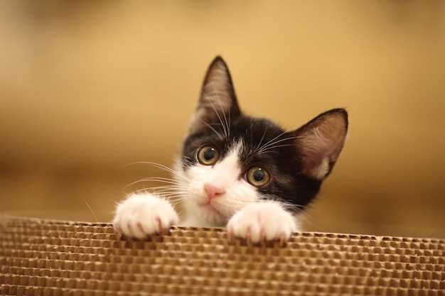 Portrait en gros plan d'un chaton dans un panier