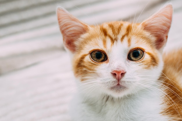 Portrait en gros plan de chaton mignon de gingembre