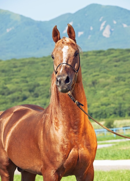 Photo portrait en gros plan d'un cheval sur le champ contre le ciel