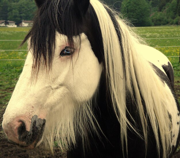 Portrait en gros plan d'un cheval sur le champ