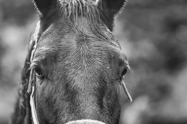 Portrait de gros plan d'un cheval en noir et blanc