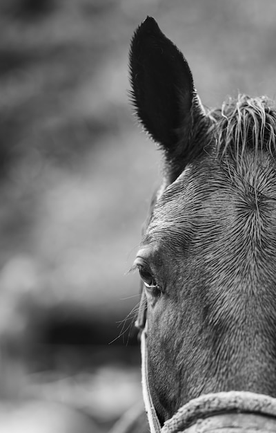 Portrait de gros plan d'un cheval en noir et blanc