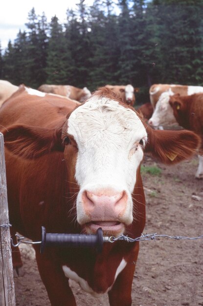 Photo portrait en gros plan d'un cheval