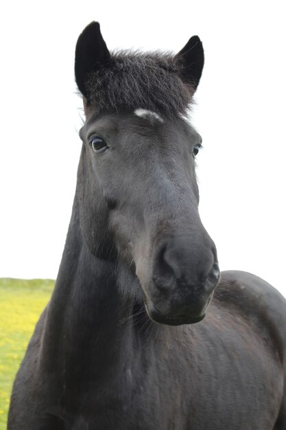 Photo portrait en gros plan d'un cheval