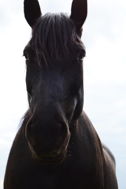 Portrait en gros plan d'un cheval