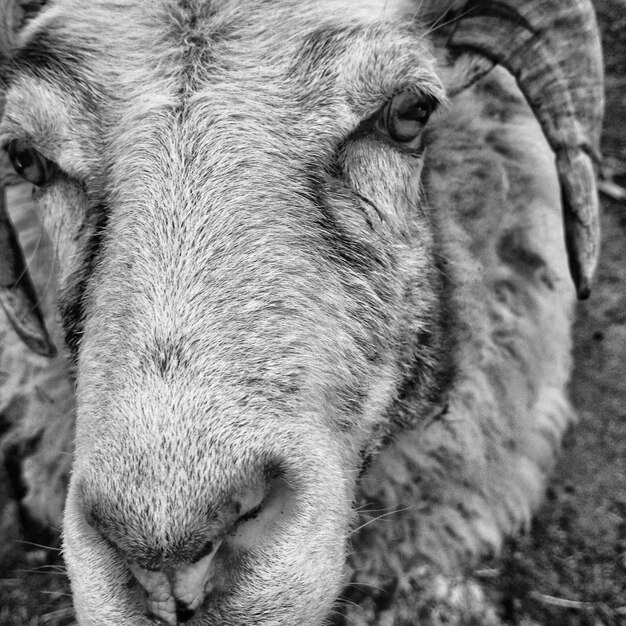 Photo portrait en gros plan d'un cheval