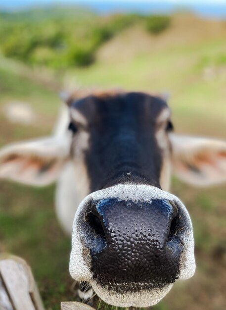 Photo portrait en gros plan d'un cheval