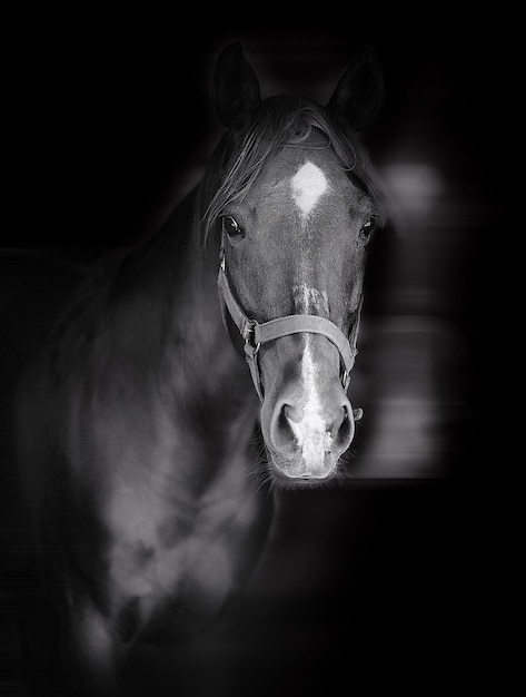 Photo portrait en gros plan d'un cheval