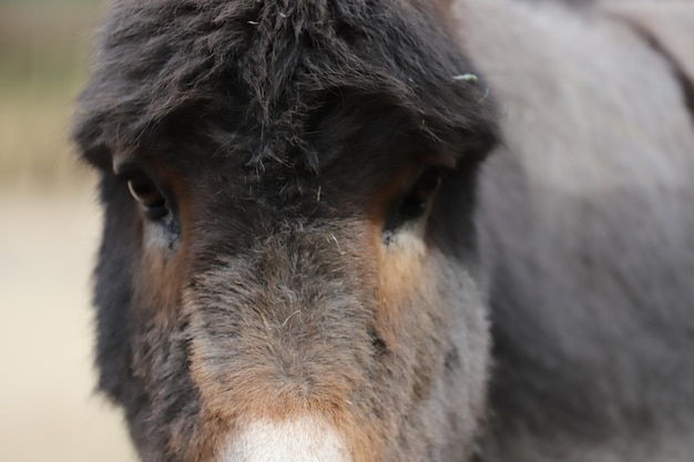 Photo portrait en gros plan d'un cheval