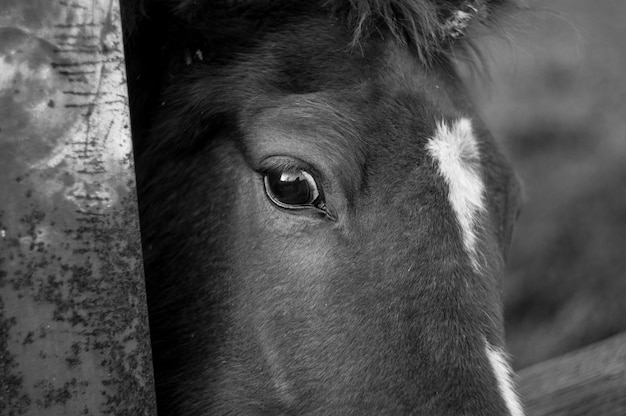 Portrait en gros plan d'un cheval