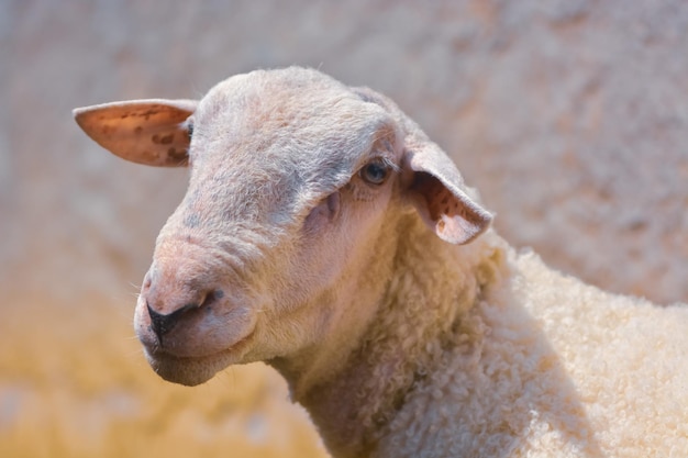 Portrait en gros plan d'une chèvre