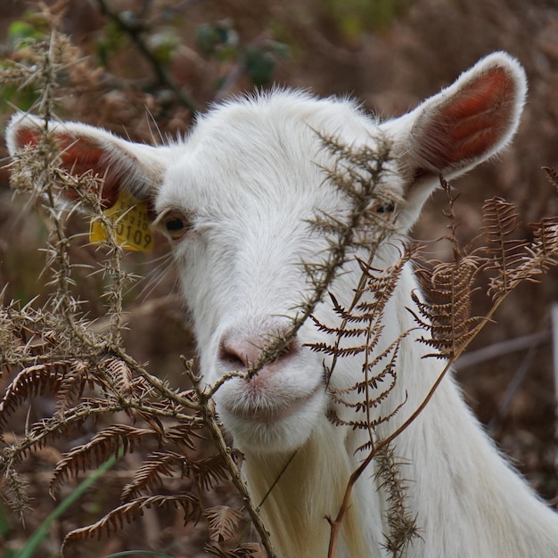 Photo portrait en gros plan d'une chèvre