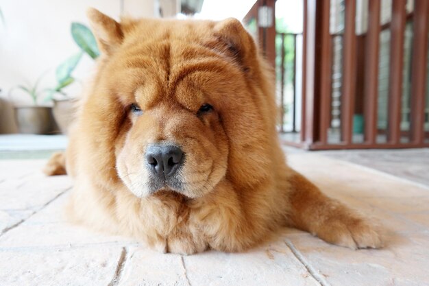 Photo portrait en gros plan d'un chien allongé sur le sol