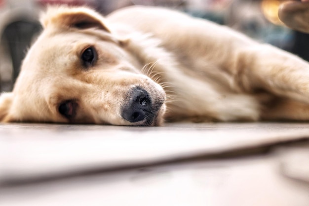 Photo portrait en gros plan d'un chien allongé sur le sol