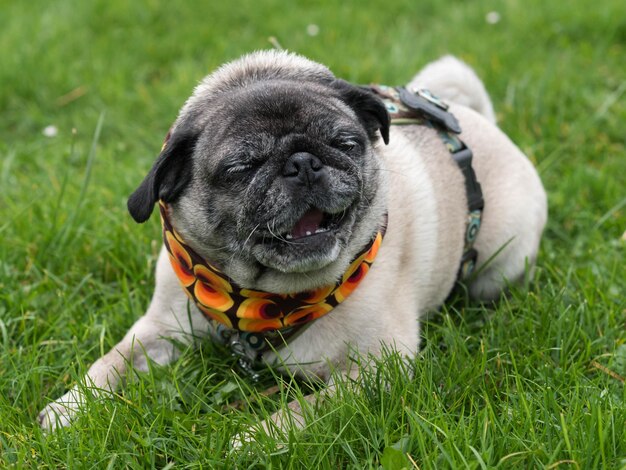 Photo portrait en gros plan d'un chien assis sur l'herbe