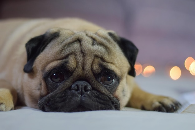 Photo portrait en gros plan d'un chien au repos