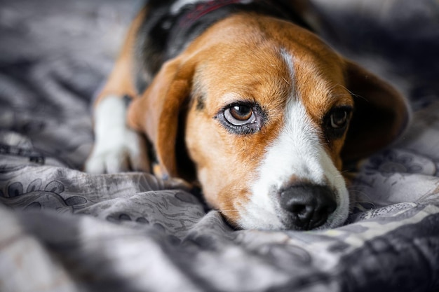 Portrait de gros plan chien beagle triste