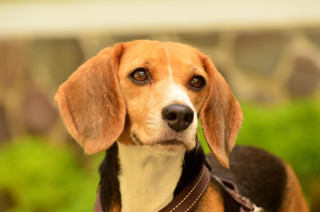 Photo portrait en gros plan d'un chien beagle