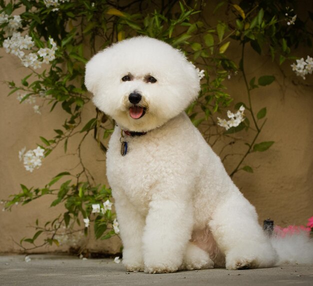 Photo portrait en gros plan d'un chien blanc assis à l'extérieur