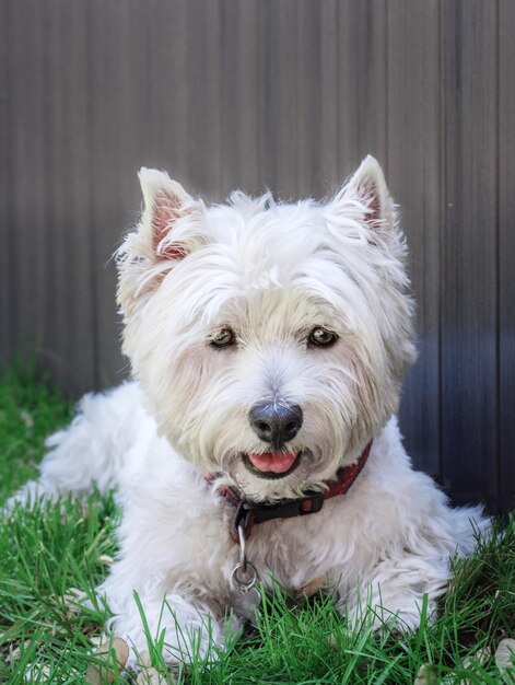 Portrait en gros plan d'un chien blanc