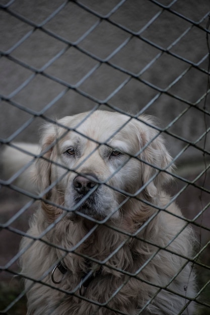 Photo portrait en gros plan d'un chien dans une cage