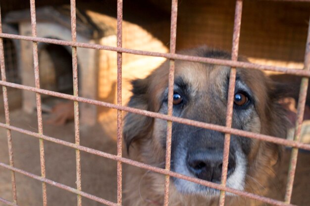 Portrait en gros plan d'un chien dans une cage