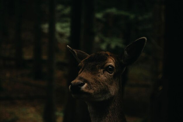 Photo portrait en gros plan d'un chien dans la forêt