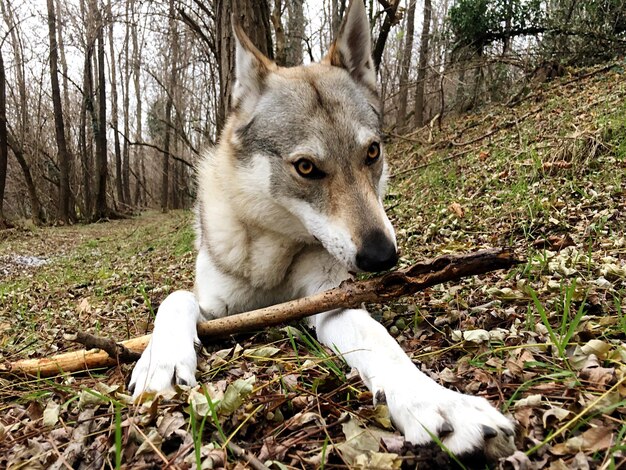 Photo portrait en gros plan d'un chien dans la forêt