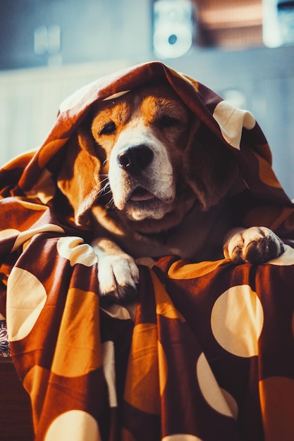 Portrait en gros plan d'un chien avec un drap sur le lit à la maison