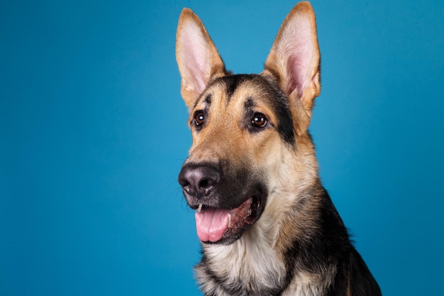 Portrait en gros plan d'un chien sur fond bleu
