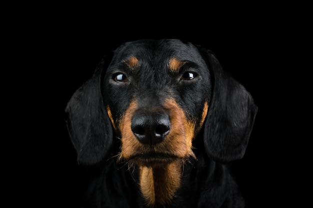 Portrait en gros plan d'un chien sur un fond noir