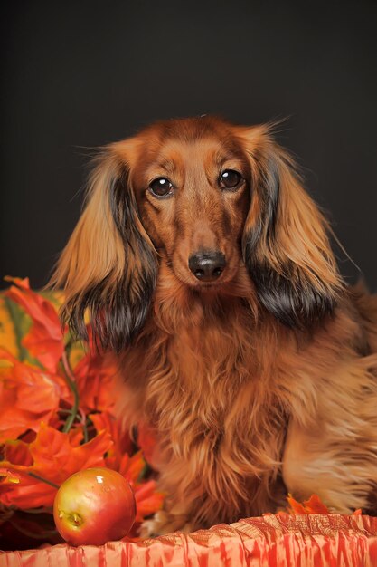 Photo portrait en gros plan d'un chien sur un fond noir