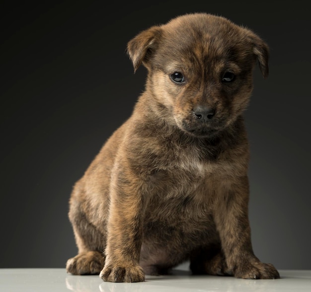 Portrait en gros plan d'un chien sur fond noir