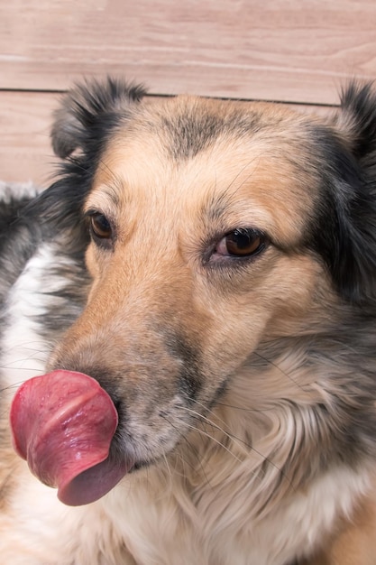 Photo portrait en gros plan d'un chien gris et moelleux domestique