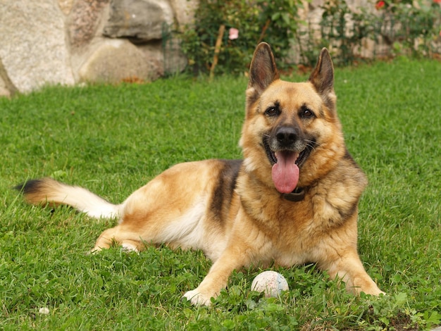 Portrait en gros plan d'un chien sur l'herbe