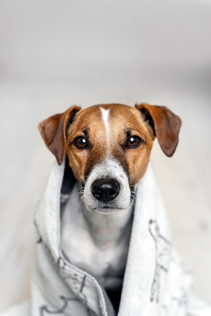 Portrait en gros plan d'un chien jack russell dans une serviette blanche sur fond clair concept de soins pour animaux de compagnie