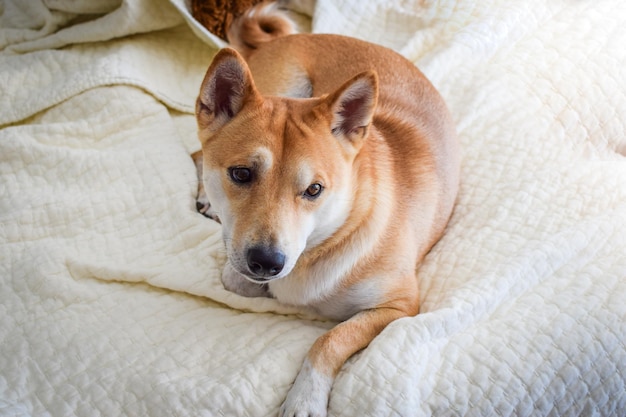 Portrait en gros plan d'un chien sur un lit