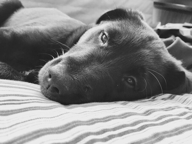 Photo portrait en gros plan d'un chien sur un lit