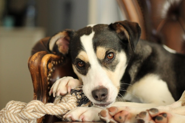 Photo portrait en gros plan d'un chien à la maison