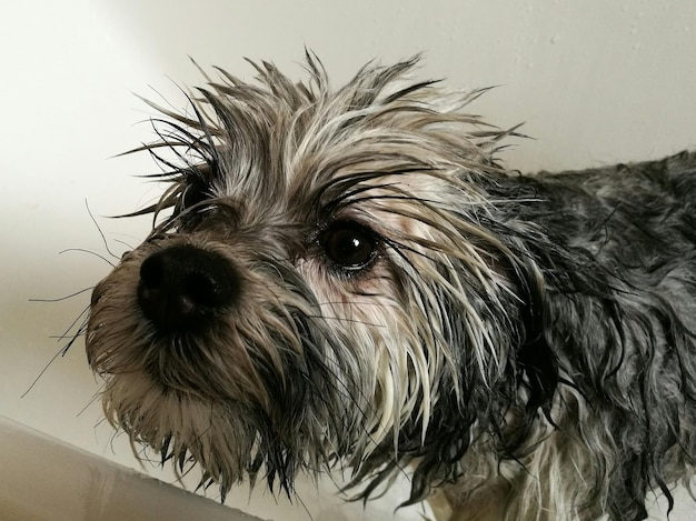 Portrait en gros plan d'un chien à la maison